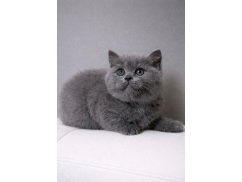 British shorthair sevımlı cocuklar gri senı beklıyo