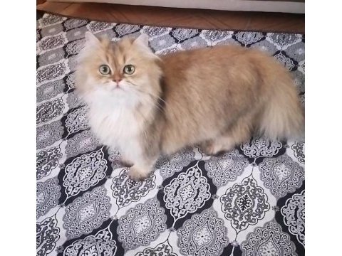 Golden british longhair ny 12 dişi