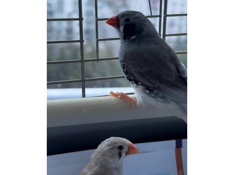 Damızlık/genç/yavru hint bülbüllü ankara