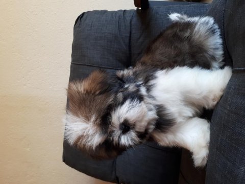 Şecereli shih tzu yavrular