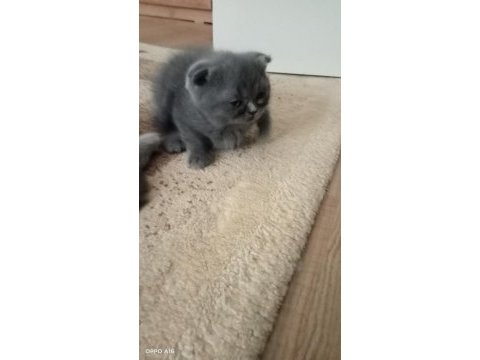 2 ayini doldurmuş yavrularımız scottish fold