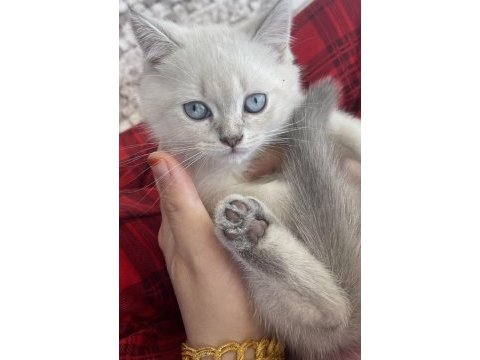 British shorthair 2 aylık