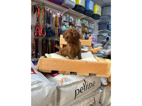 Red toy poodle