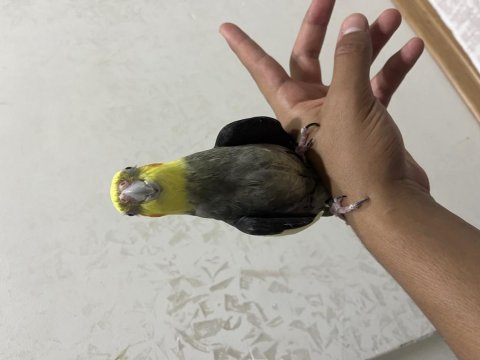 Grey sultan papağanı