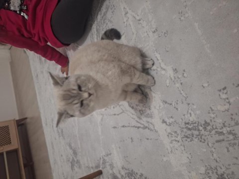 British shorthair 10 aylık erkek