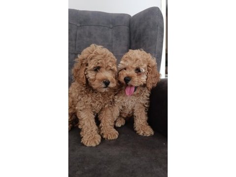 Toy poodle yavru köpeklerimiz