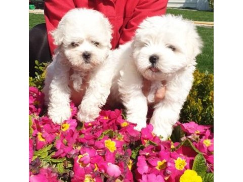 Maltese-terrier çok sevimli yavrular