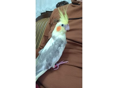 El besleme evcil sultan papağanı