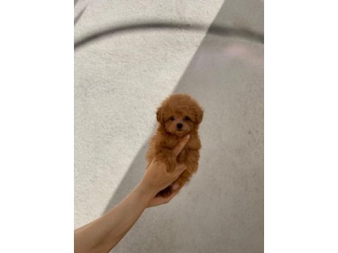 Show kalite teacup dişi maltipoo yavrularımız