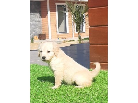 Golden bebeklerimiz aşıları tam