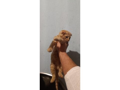 Scottish fold erkek yavrular çok sevimli ve oyuncu