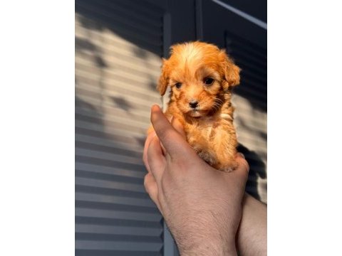 Maltipoo adrese teslim, kapıda ödeme yapabilirsiniz