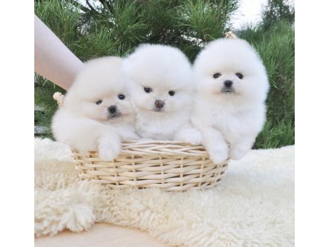 Boo pomeranian ayıcık surat yavrular 