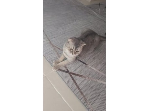 Scottish fold sahibinden 1 yaşındaki kızımız