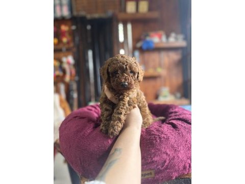 Herkesin hayali toy poodle bu kadar yakın olmamıştı
