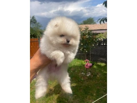 Ayı surat erkek pomeranian