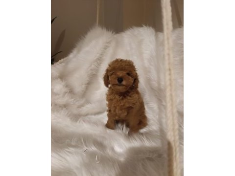 Mükemmel kalite toy poodle