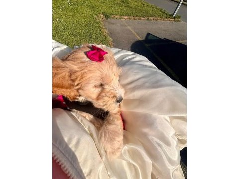 Tüm aşıları tam maltipoo