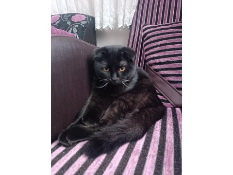 4 aylık erkek scottish fold ücretsiz sahiplendirilecektir