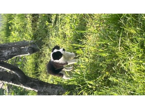 Sevimli border collie yavrular