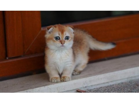 Munchkin kilt cüce golden scottish fold yavrumuz