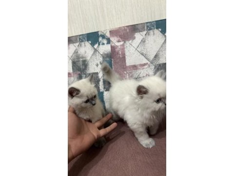 Kar topu yavru kediler aşırı uysal ve sevimliler