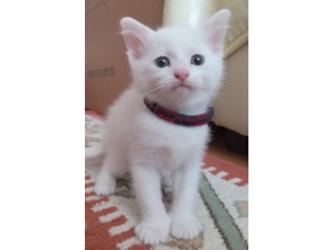 Safkan ankara kedisi 1,5 aylık