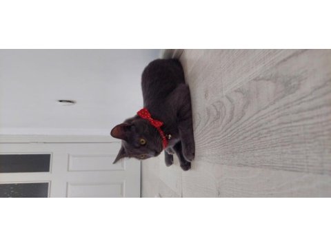 Kakule'ye ailesini arıyoruz british shorthair