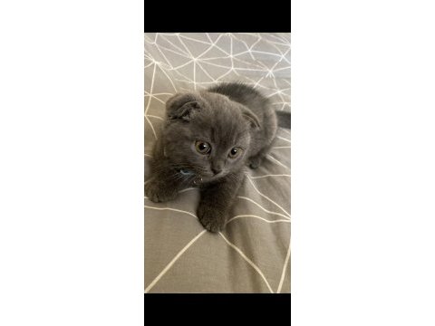 Scottish fold erkek 2,5 aylık