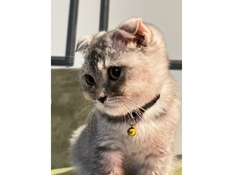 A kalite uysal ve oyuncu scottish fold kedimize sahip