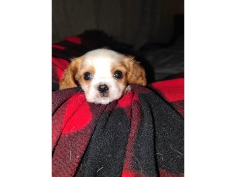 2 aylık safkan cavalier king charles yavrularım