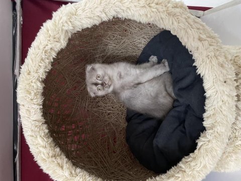 Scottish fold yavrumuz