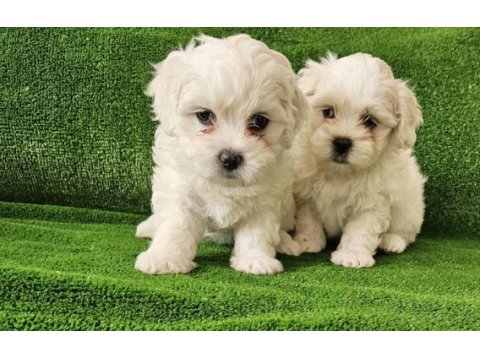 Maltese terrier minikler