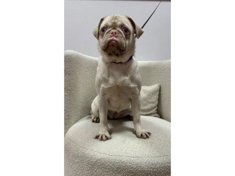 Türkiye de tek pink pug yetişkin dişi
