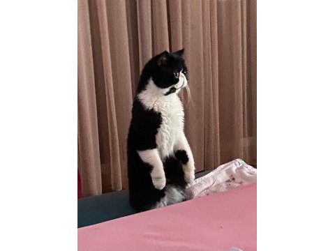 Muhteşem ikili safkan baba ve oğul kedimiz