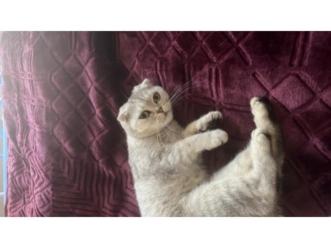 Yuvarlak kafam scottish fold