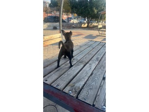 Yavru dişi şivava cinsi köpeğimiz