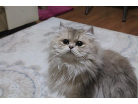 Pofuduk british longhair kedisi
