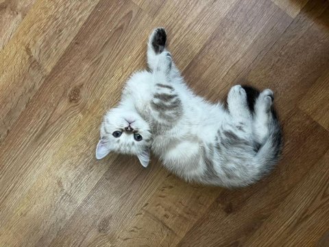 Konya merkez british shorthair silver