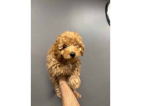2 aylık poodle yavrular