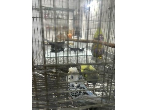 Çok güzel renkli japones ve kırık jumbo çift muhabbet kuşu