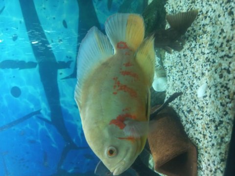 İthal astronot balığı