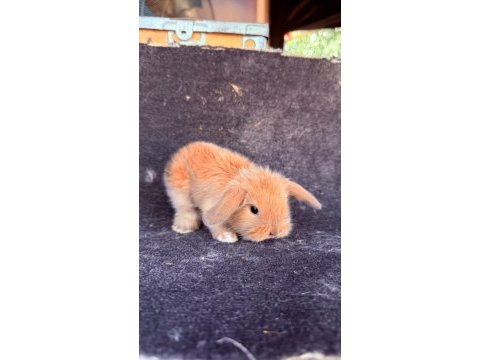 Safkan hollanda lop ve cüce tavşan yavrular