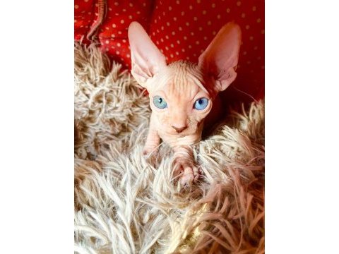2 dişi ve 2 erkek odd eyes mavi göz sfenks