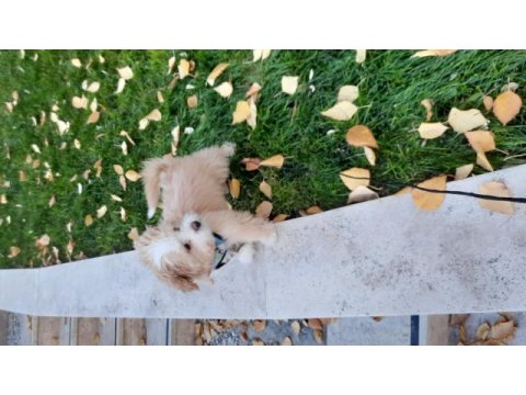 Maltipoo 6 aylık yavru