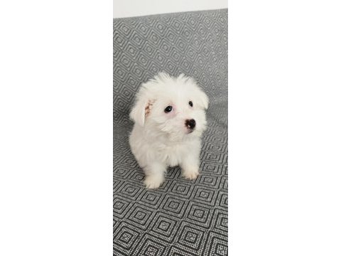 3 aylık terrier