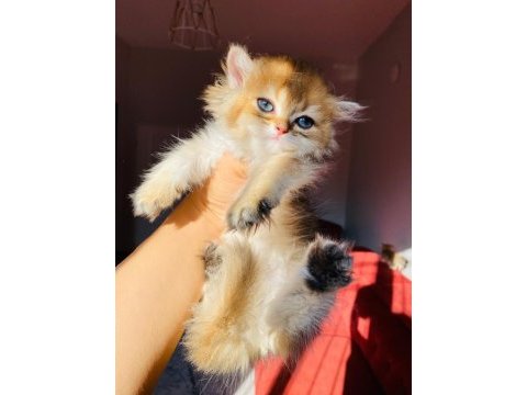 British longhair ny11 golden full şecereli