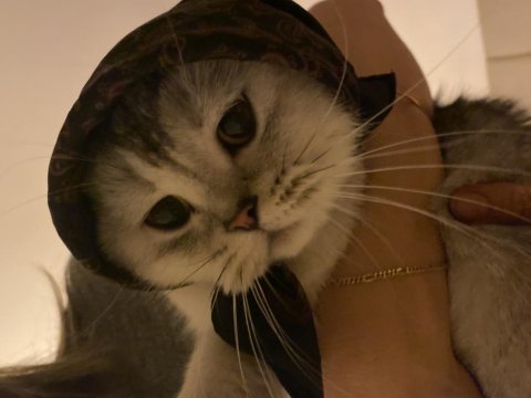 Safkan scottish fold artık bakamıyorum