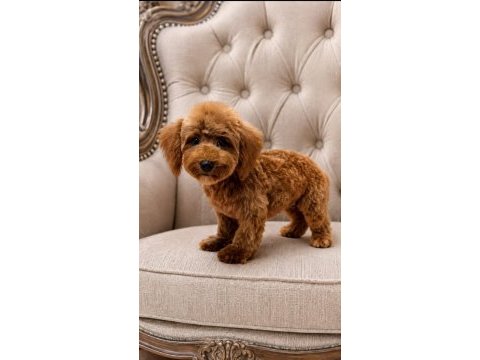 Yakışıklı poodle oğlumuz