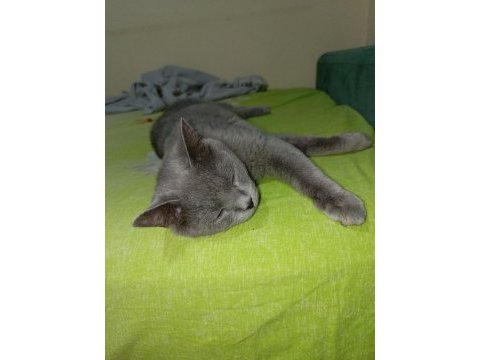 Sahiplendirilecek british shorthair kedimiz